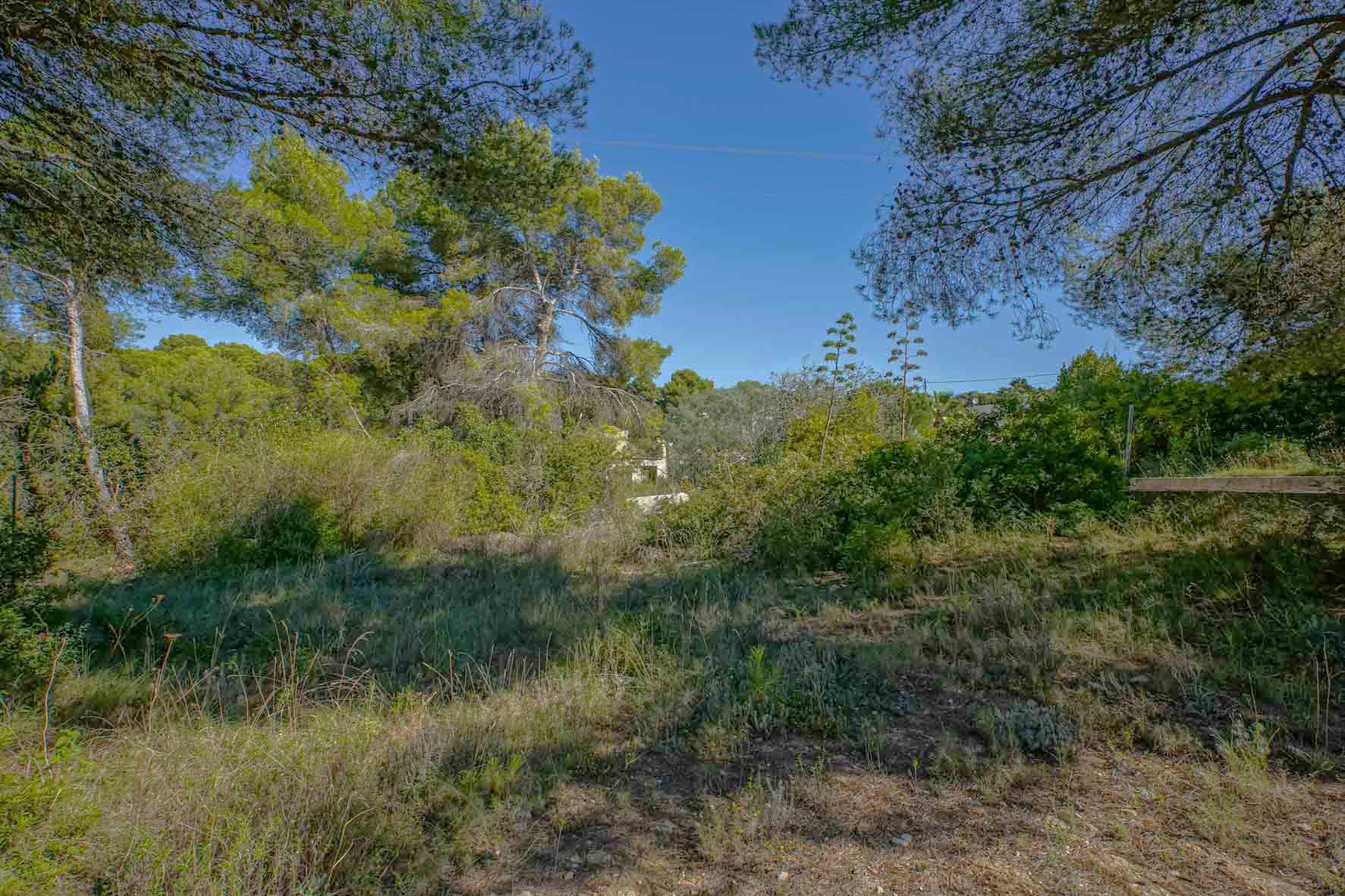 Naturbelassenes Baugrundstück in Portichol mit altem Pinienbestand und mediterraner Vegetation unter strahlend blauem Himmel.