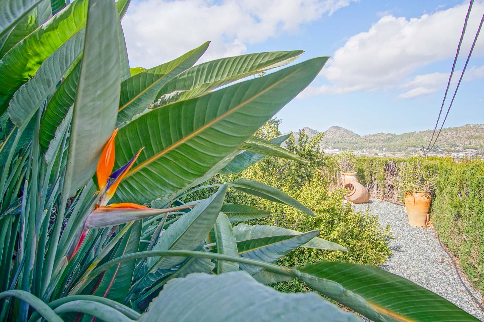 Mediterraner Garten mit einer Paradiesvogelblume im Vordergrund, Kieswegen und dekorativen Terrakotta-Töpfen vor einer Bergkulisse.