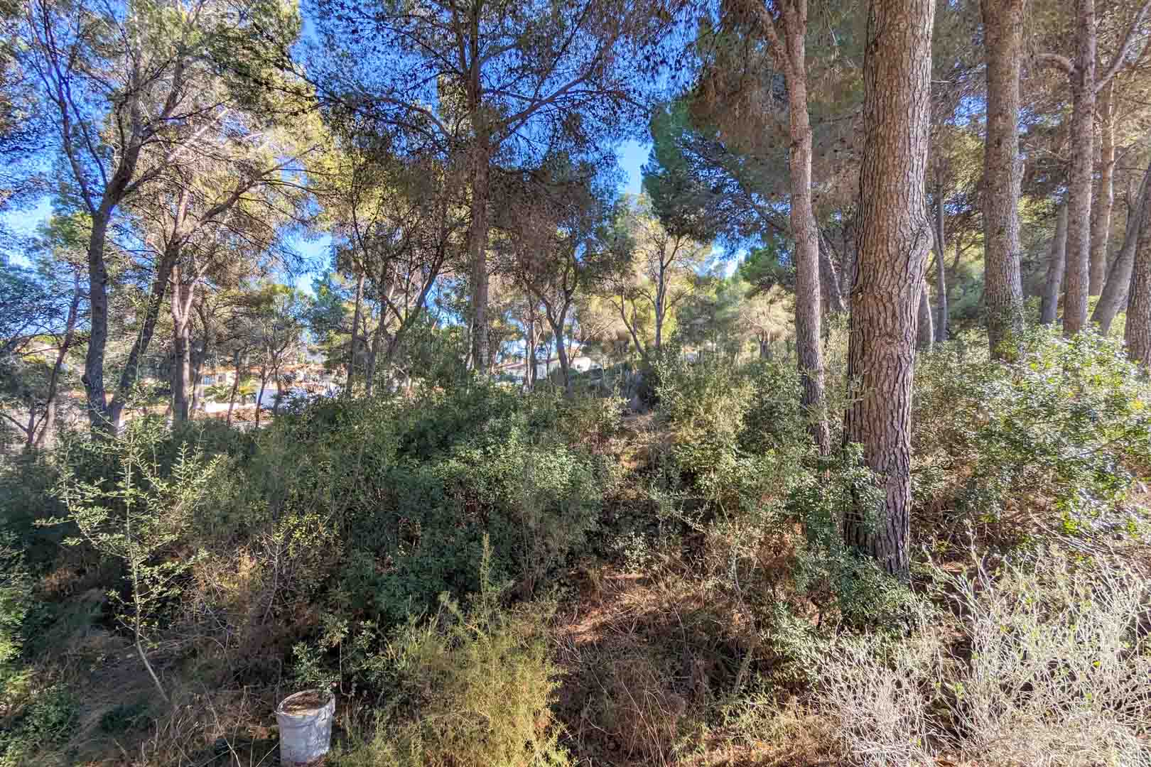 Blick auf die natürliche Umgebung des Anwesens mit altem Pinienbestand und einheimischer mediterraner Vegetation auf einem Hanggrundstück.