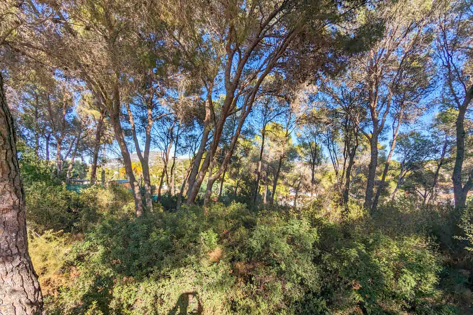 Blick auf die natürliche Umgebung des Anwesens mit alten Pinien und mediterraner Vegetation, die für Privatsphäre und Schatten sorgt.