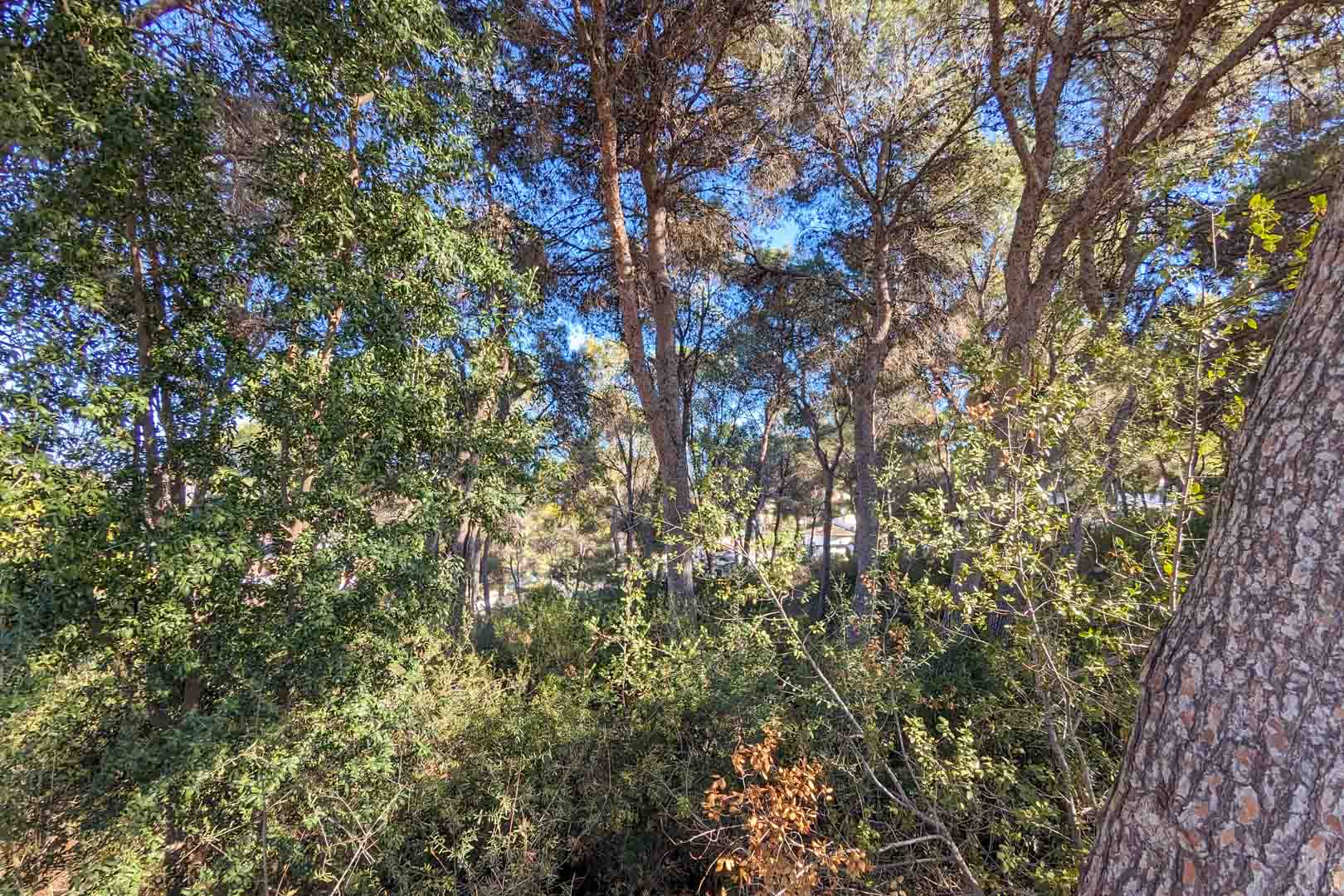 Blick auf die natürliche Umgebung des Anwesens mit einem dichten mediterranen Pinienhain und einheimischer Vegetation, die Privatsphäre und Schatten bietet.