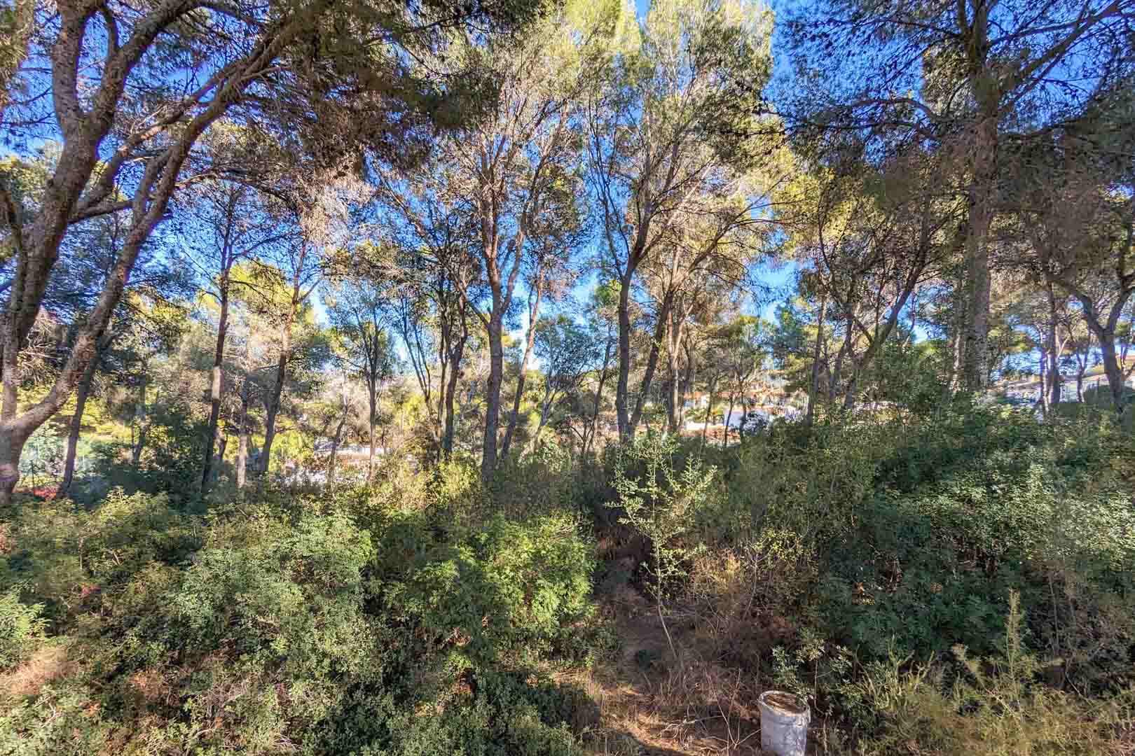Blick auf die natürliche Umgebung des Anwesens mit einem dichten mediterranen Pinienwald und einheimischer Vegetation unter klarem Himmel.