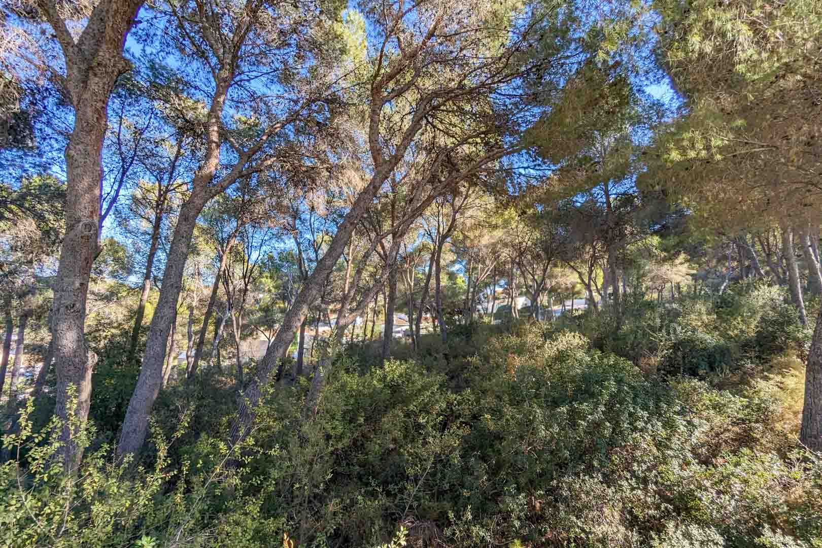 Natürliche Umgebung mit einem dichten Pinienwald und einheimischer mediterraner Vegetation, die Privatsphäre und natürlichen Schatten um das Anwesen bietet.