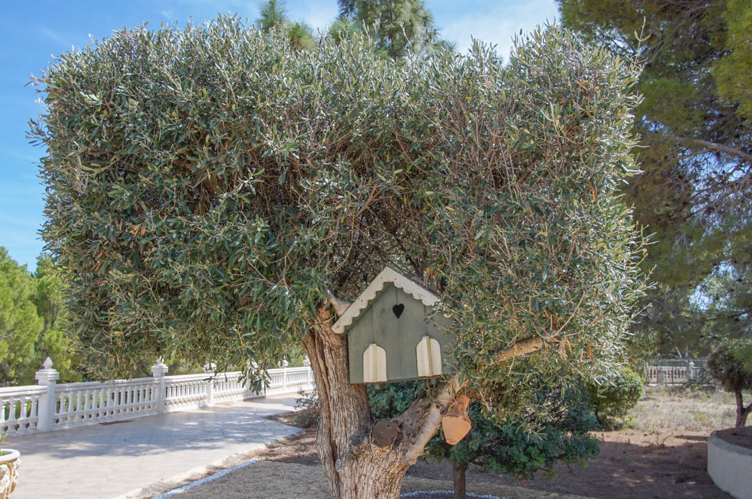 Alter Olivenbaum mit dekorativem Vogelhaus aus Holz, gelegen an einem gepflasterten Weg mit weißer Balustrade in der Gartenanlage.