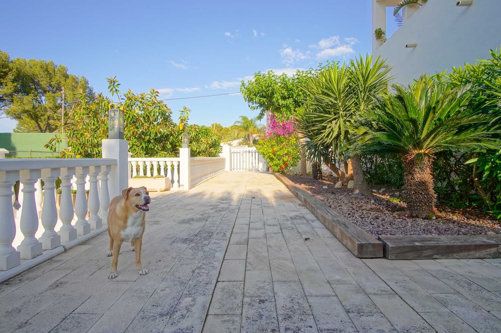 Großzügige, steinbelegte Terrasse mit weißer Balustrade, umgeben von einem mediterranen Garten mit Palmen, Palmfarnen und blühenden Bougainvilleen.