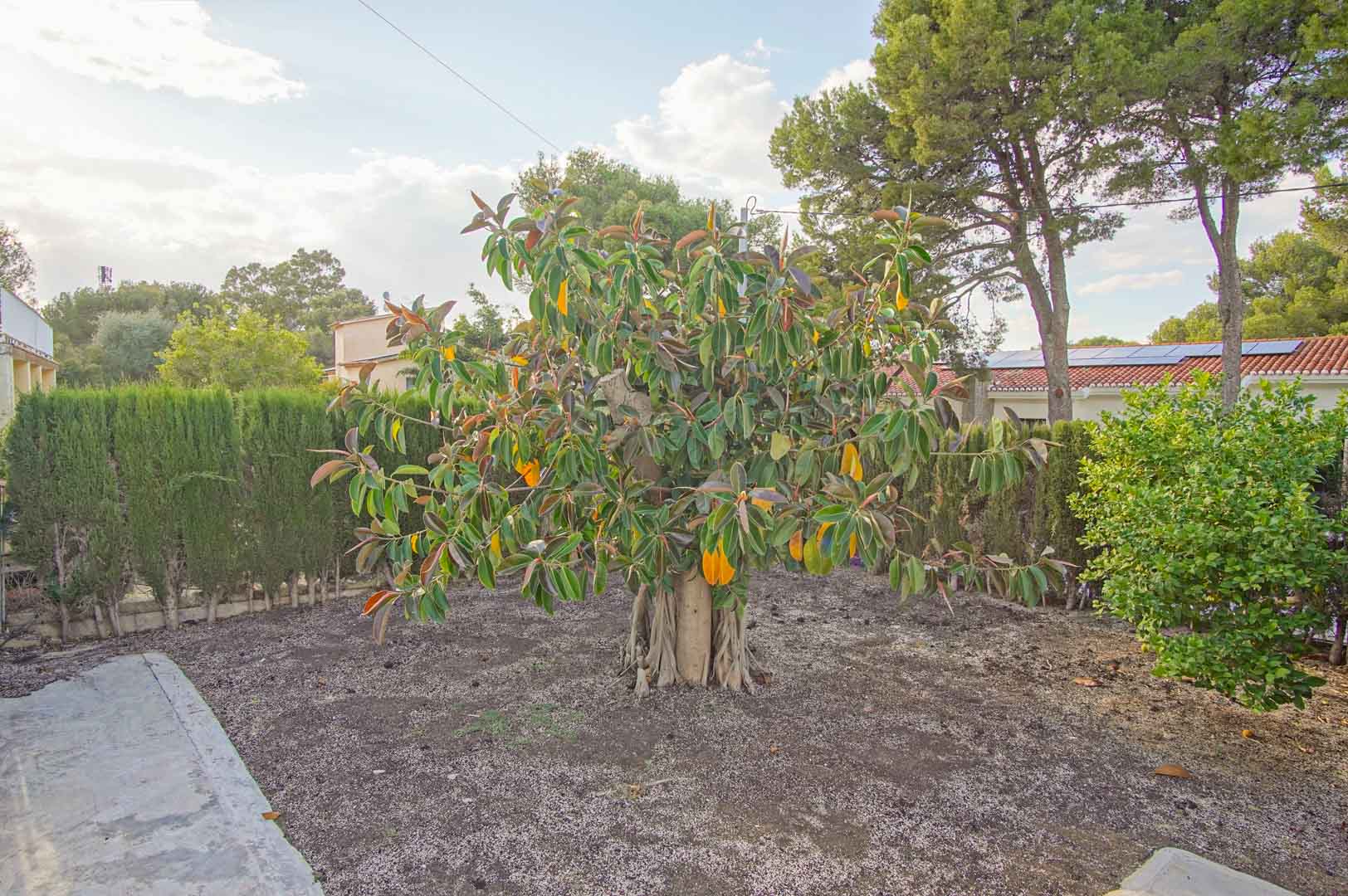 Mediterraner Garten mit einem stattlichen Gummibaum, umgeben von Zypressenhecken und Pinien in der exklusiven Wohngegend von Dénia.