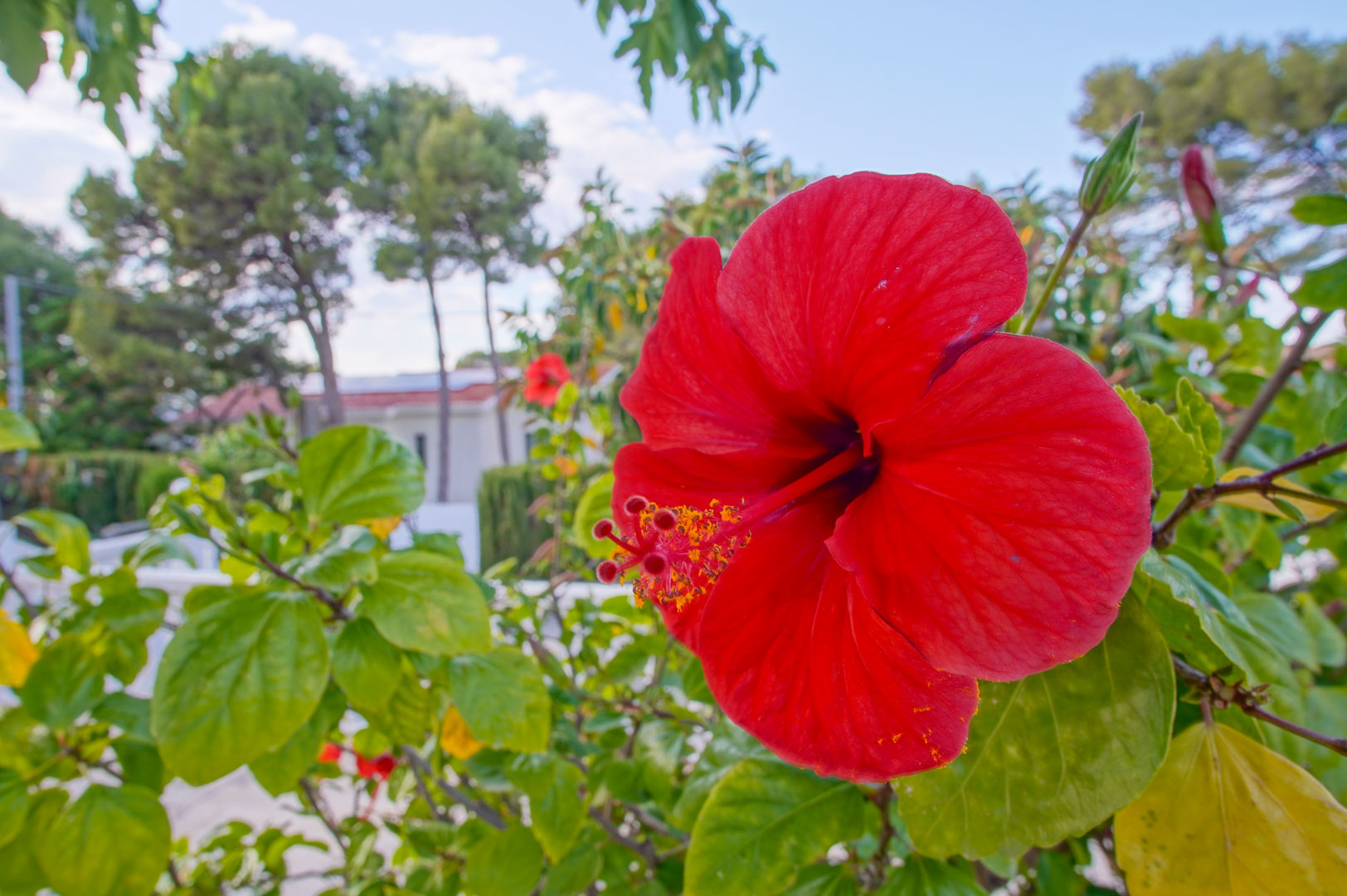 Nahaufnahme einer roten Hibiskusblüte im mediterranen Garten mit der weißen Villa und hohen Pinien im Hintergrund unter blauem Himmel.