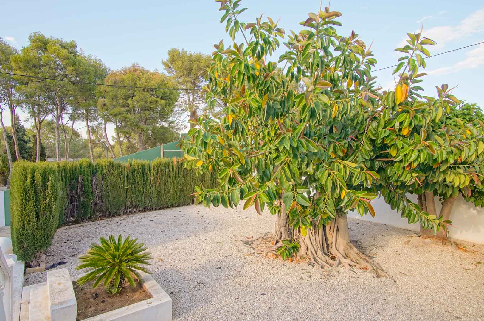 Pflegeleichter Garten mit Kiesboden, einem großen Ficus mit Luftwurzeln und hohen Zypressenhecken für optimale Privatsphäre.