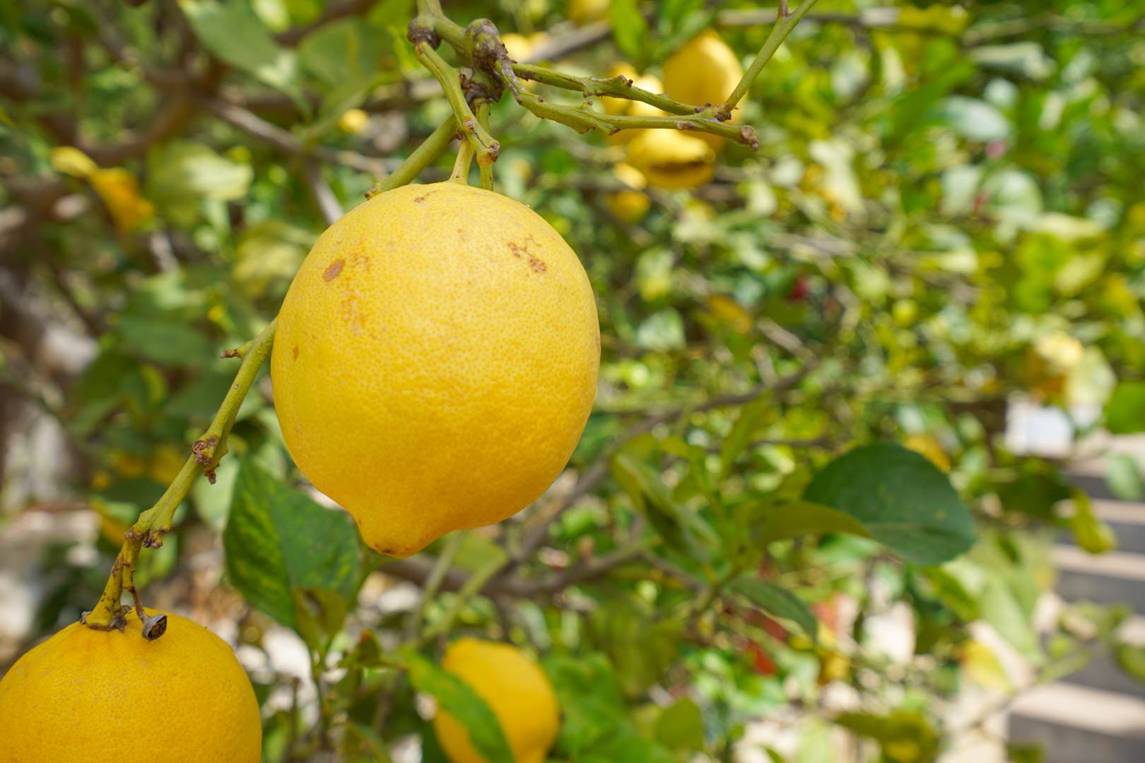 Nahaufnahme eines Zitronenbaums mit reifen Früchten auf der Nordterrasse der Villa, die von mediterranen Obstbäumen umgeben ist.