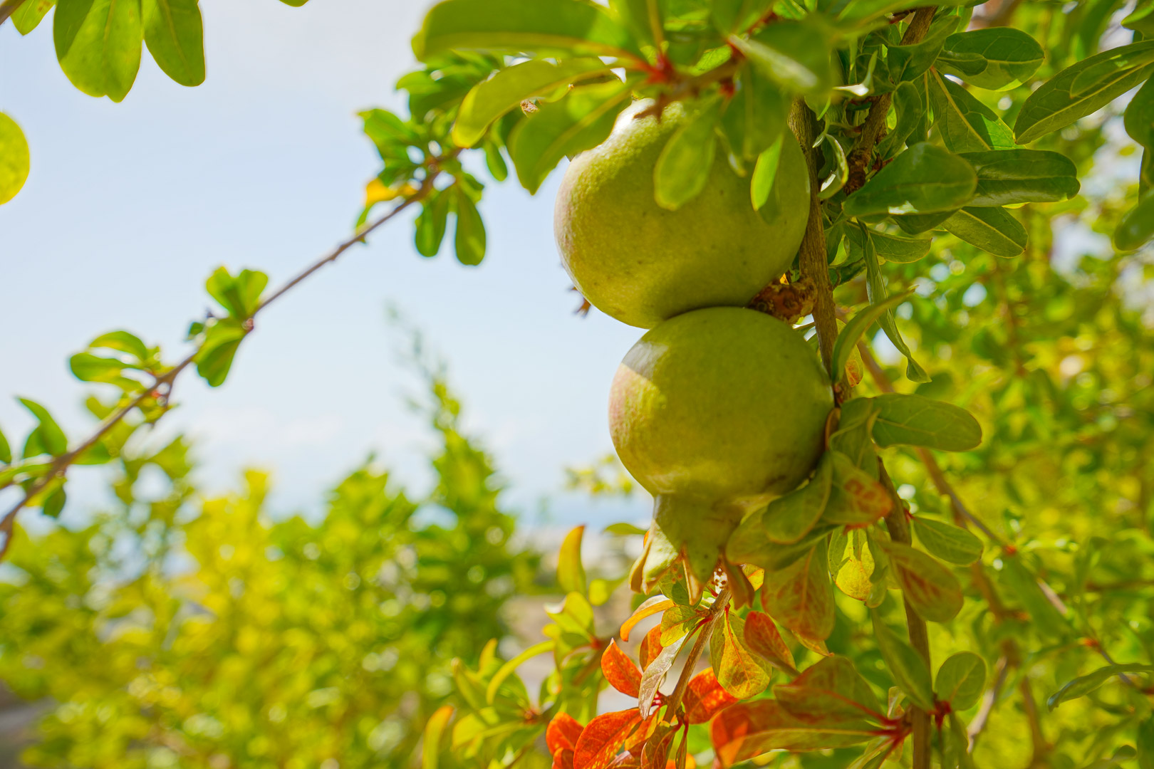 Nahaufnahme von grünen Granatäpfeln an einem Obstbaum auf der Nordterrasse, umgeben von mediterranem Blattwerk im Tageslicht.
