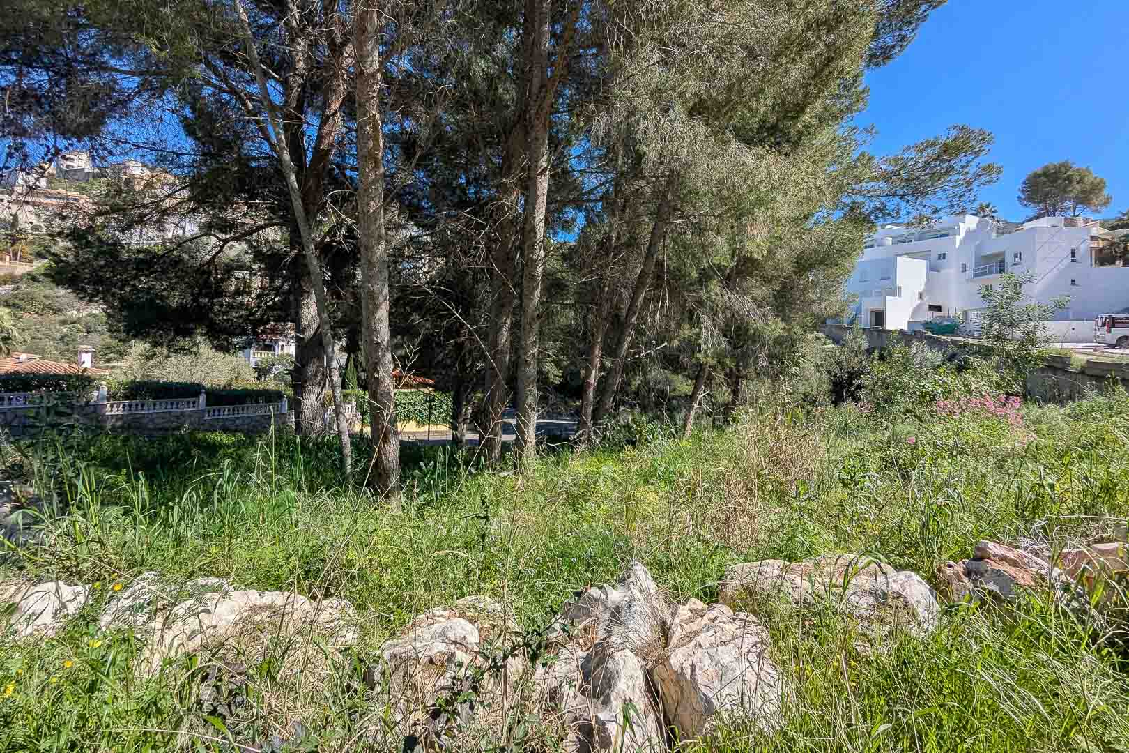 Blick auf das naturbelassene Grundstück in Monte Solana mit altem Pinienbestand und wilder Vegetation, angrenzend an moderne Wohngebäude.
