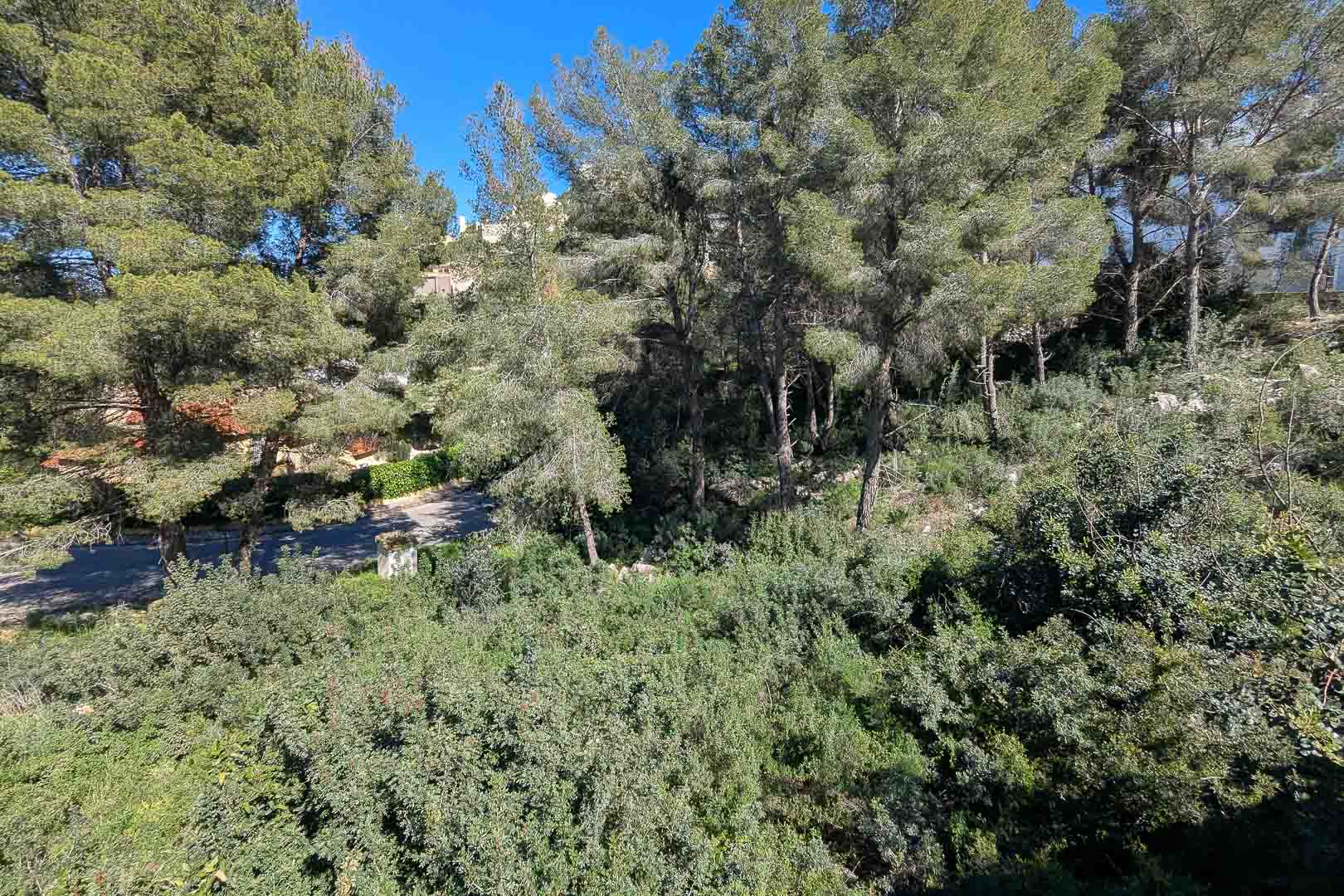 Blick auf die natürliche Umgebung des Grundstücks in Monte Solana mit mediterranen Pinien und dichter einheimischer Vegetation.