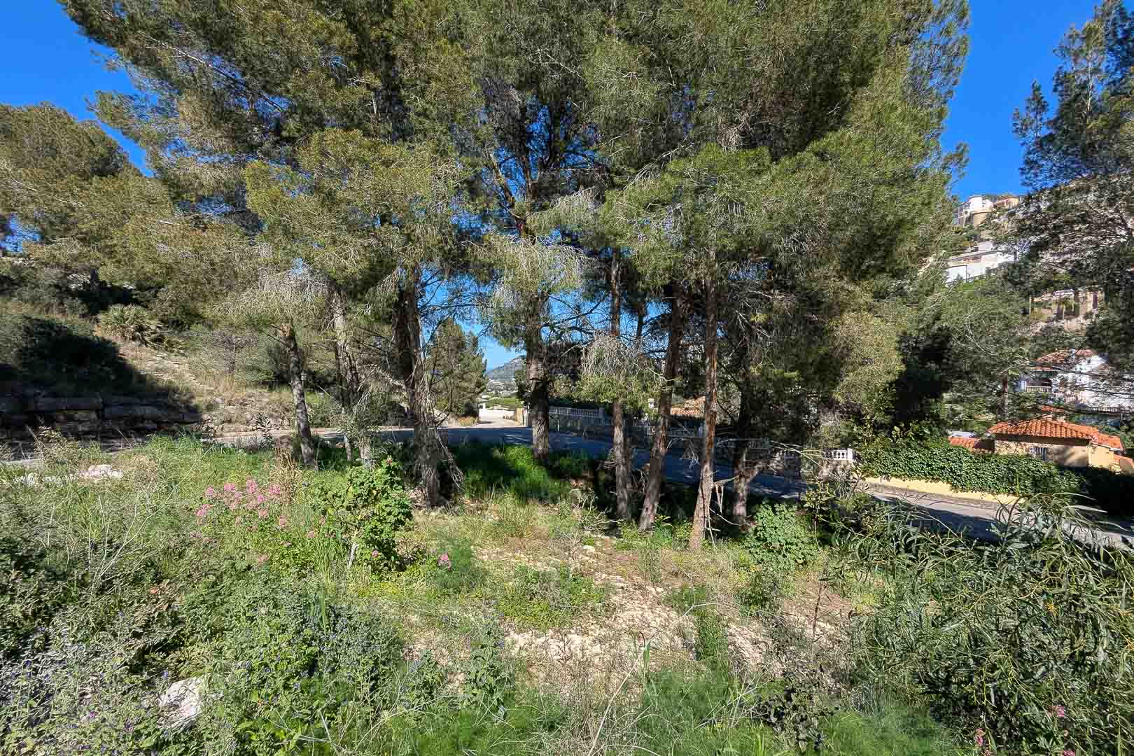 Hochgelegenes Grundstück in Monte Solana mit altem Pinienbestand und natürlicher Vegetation, das eine ruhige Lage mit Blick auf den Hang bietet.
