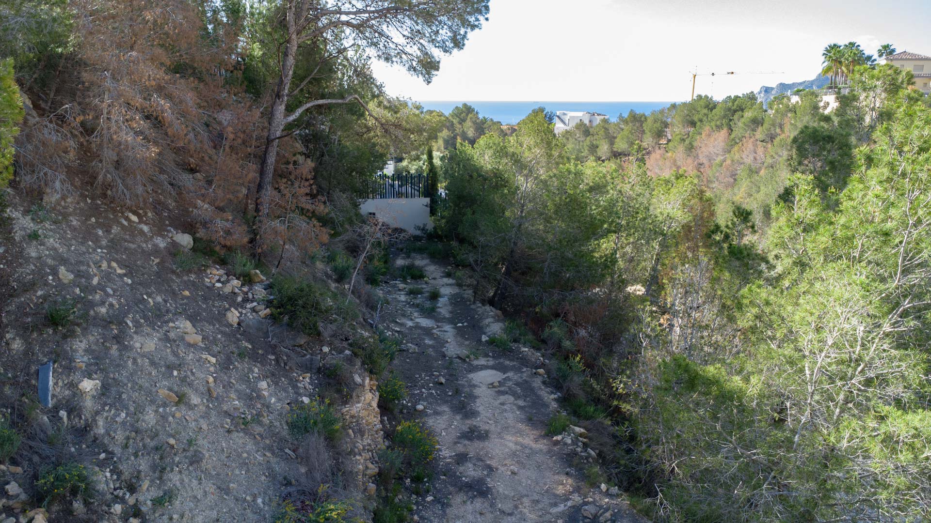 Erhöhte Ansicht des Baugrundstücks in Raco de Galeno mit natürlichem Hanggelände, Pinienbestand und Blick auf das Mittelmeer am Horizont.