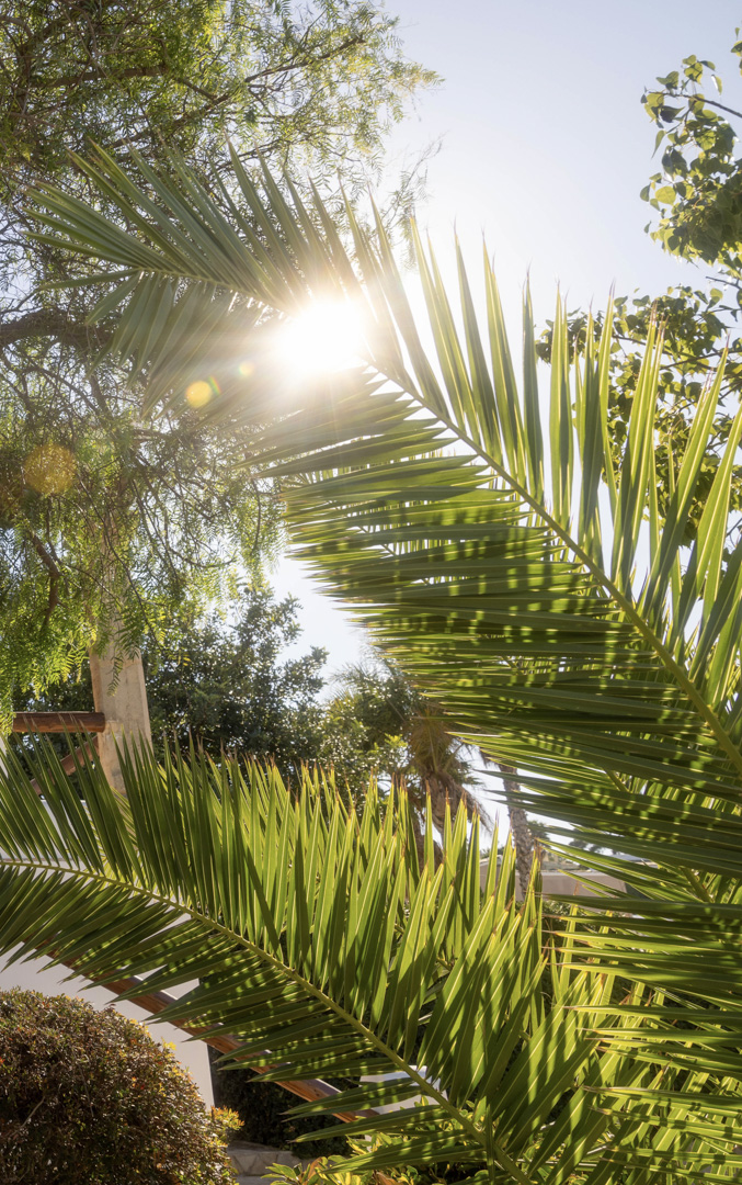 Nahaufnahme von Palmenwedeln mit hellem Sonnenlicht, die den üppigen mediterranen Garten zeigen.