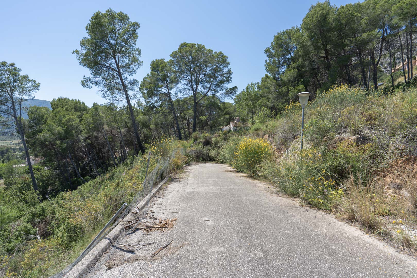 Asphaltierter Zufahrtsweg, umgeben von mediterraner Vegetation und Pinien, in erhöhter Lage von Alcalalí mit Blick auf das Tal.