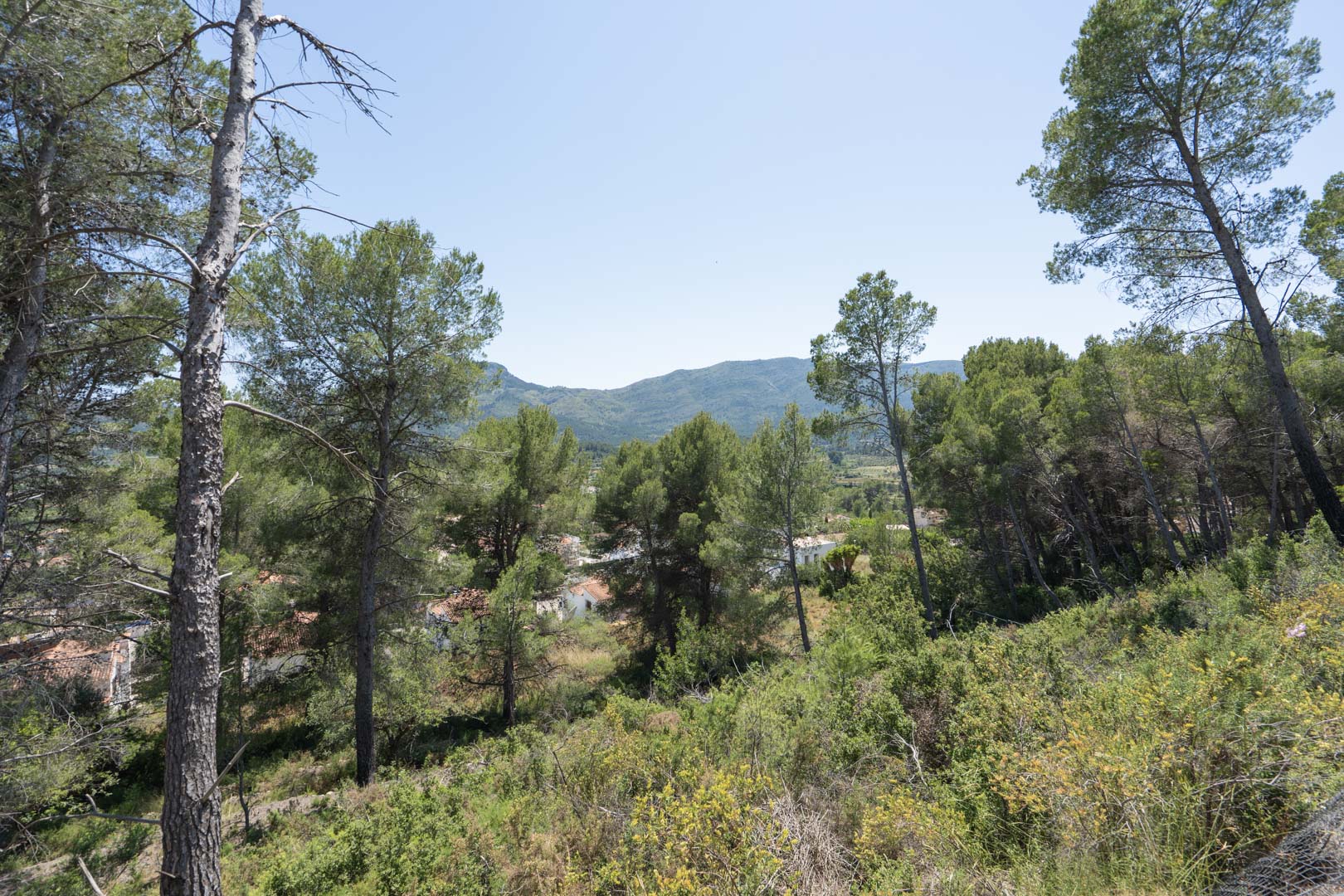 Erhöhter Panoramablick von Alcalalí auf die mediterrane Pinienlandschaft und die sanften Bergketten des Jalón-Tals unter strahlend blauem Himmel.