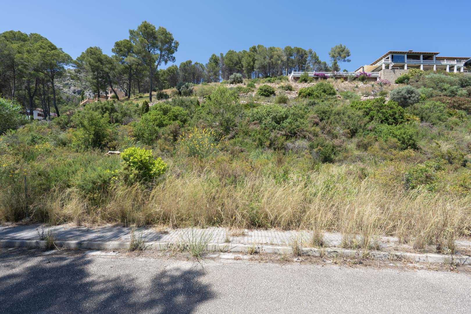 Erhöhtes Baugrundstück in Alcalalí mit mediterraner Vegetation und asphaltiertem Zugang, unterhalb bestehender Villen mit weitem Blick gelegen.