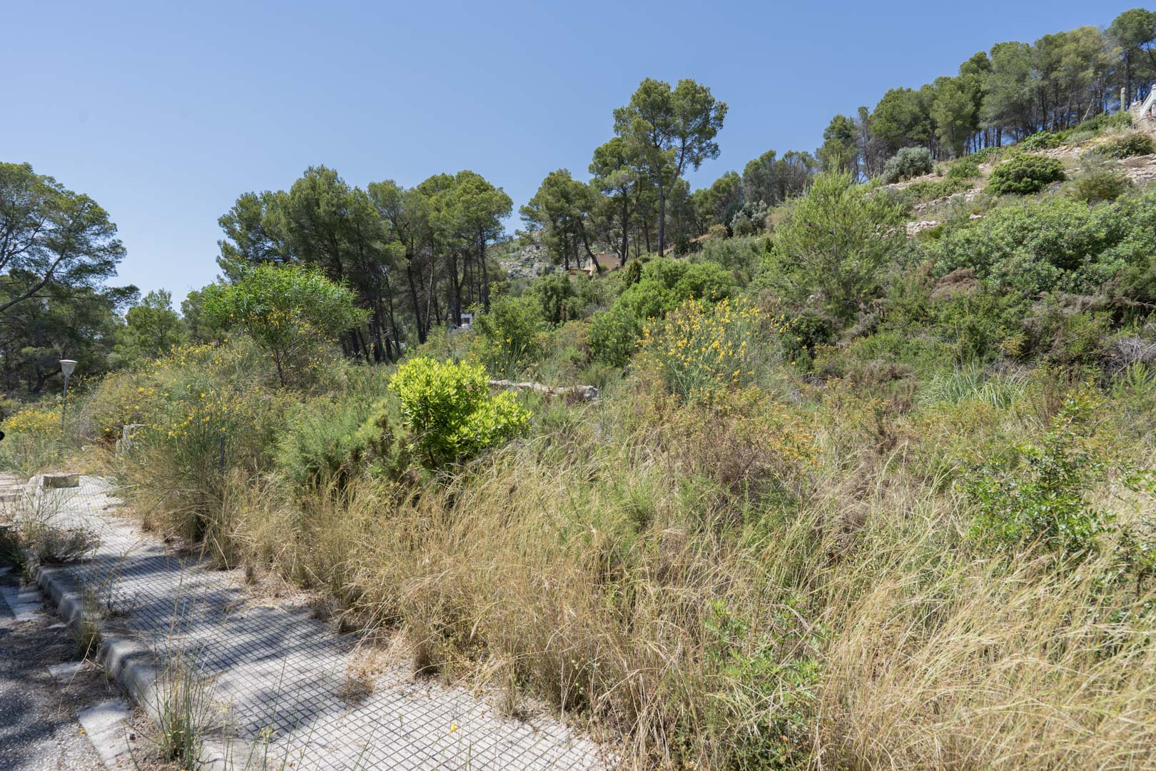 Erhöhtes Grundstück in Alcalalí, umgeben von mediterraner Vegetation und Pinien, mit gepflastertem Zugang und freiem Blick auf die Naturlandschaft des Tals.