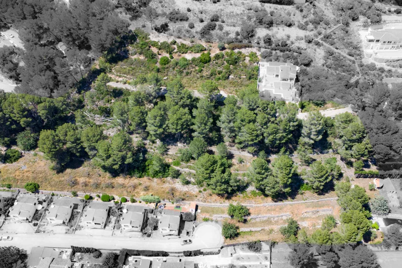 Luftaufnahme der erhöhten Grundstücke in Alcalalí mit terrassiertem Gelände, Pinienbestand und angrenzender Wohnbebauung im Jalón-Tal.