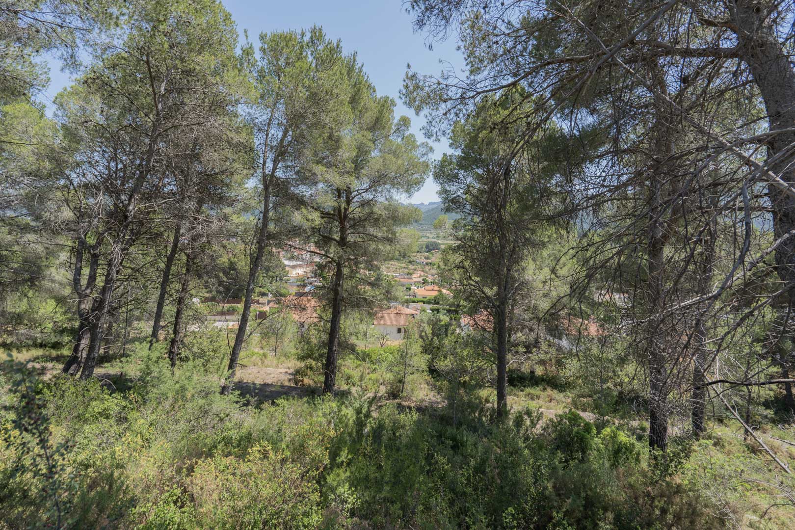 Panoramablick auf das Jalón-Tal und das Dorf Alcalalí durch einen natürlichen Pinienwald, der die erhöhten Grundstücke umgibt.