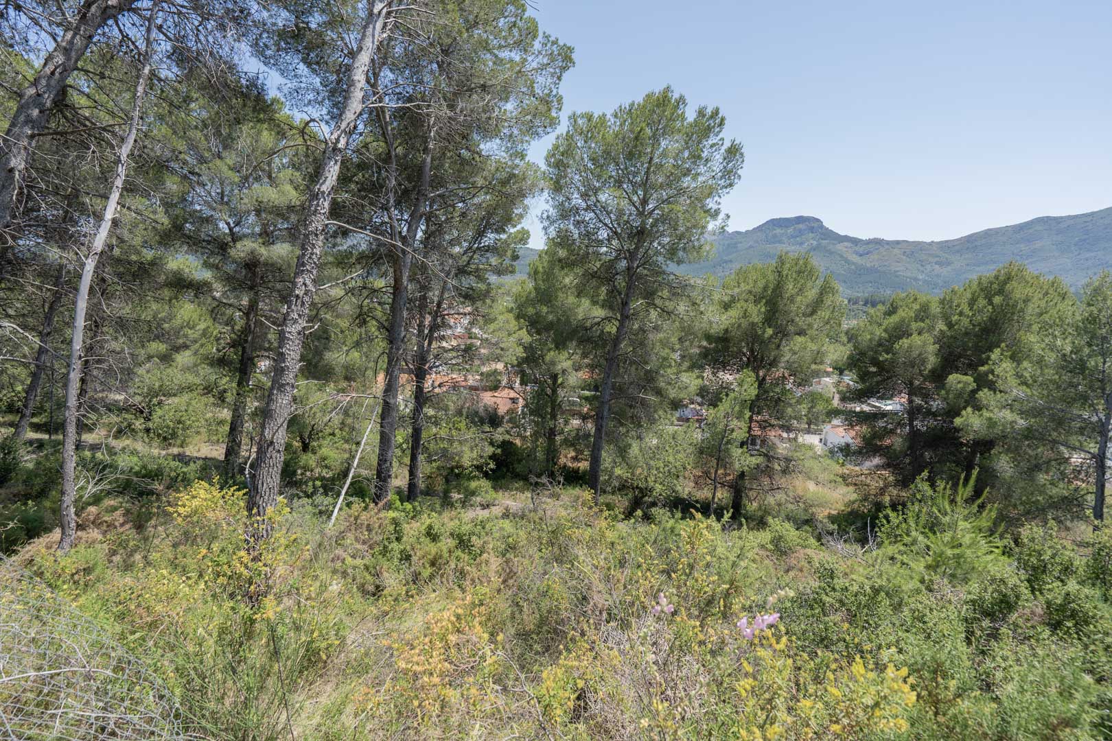 Panoramablick vom erhöhten Grundstück auf das Dorf Alcalalí, umrahmt von einheimischen Pinien und mediterraner Vegetation mit Bergen im Hintergrund.