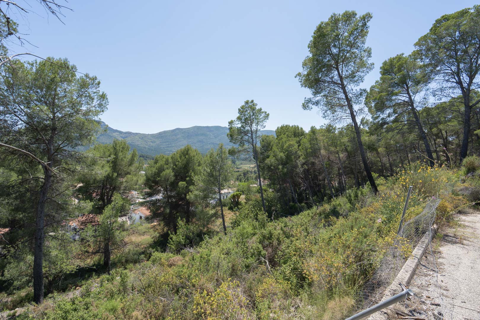 Panoramablick von der erhöhten Lage in Alcalalí, umgeben von Pinien und mediterraner Vegetation mit den Bergen des Jalón-Tals im Hintergrund.