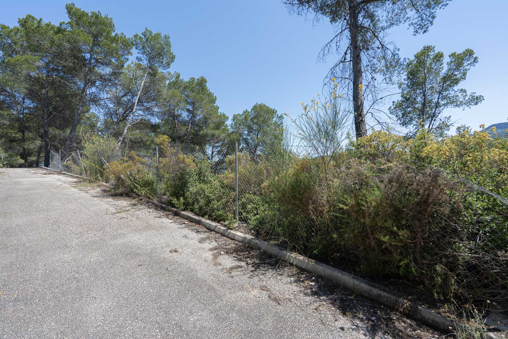 Befestigter Zufahrtsweg mit angrenzender mediterraner Flora, Pinien und einem einfachen Zaun in der ruhigen Umgebung von Alcalalí.