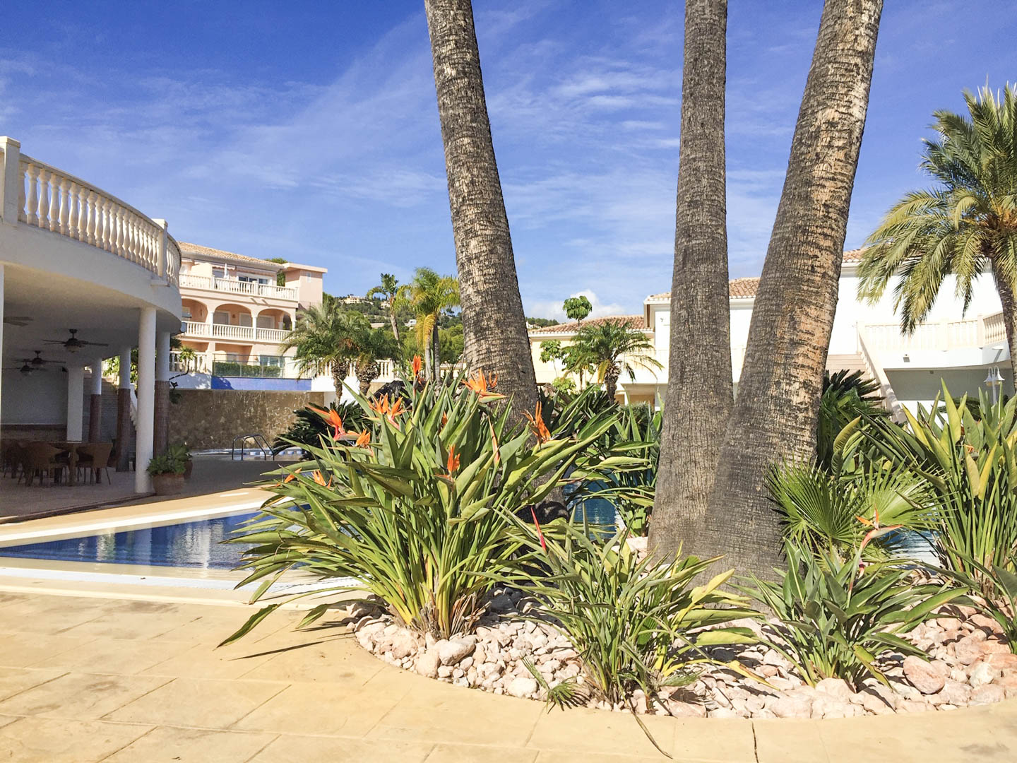 Mediterraner Garten mit Palmen und Strelitzien am Pool. Die gepflasterte Terrasse und Gebäude im klassischen Stil sind unter klarem blauem Himmel zu sehen.