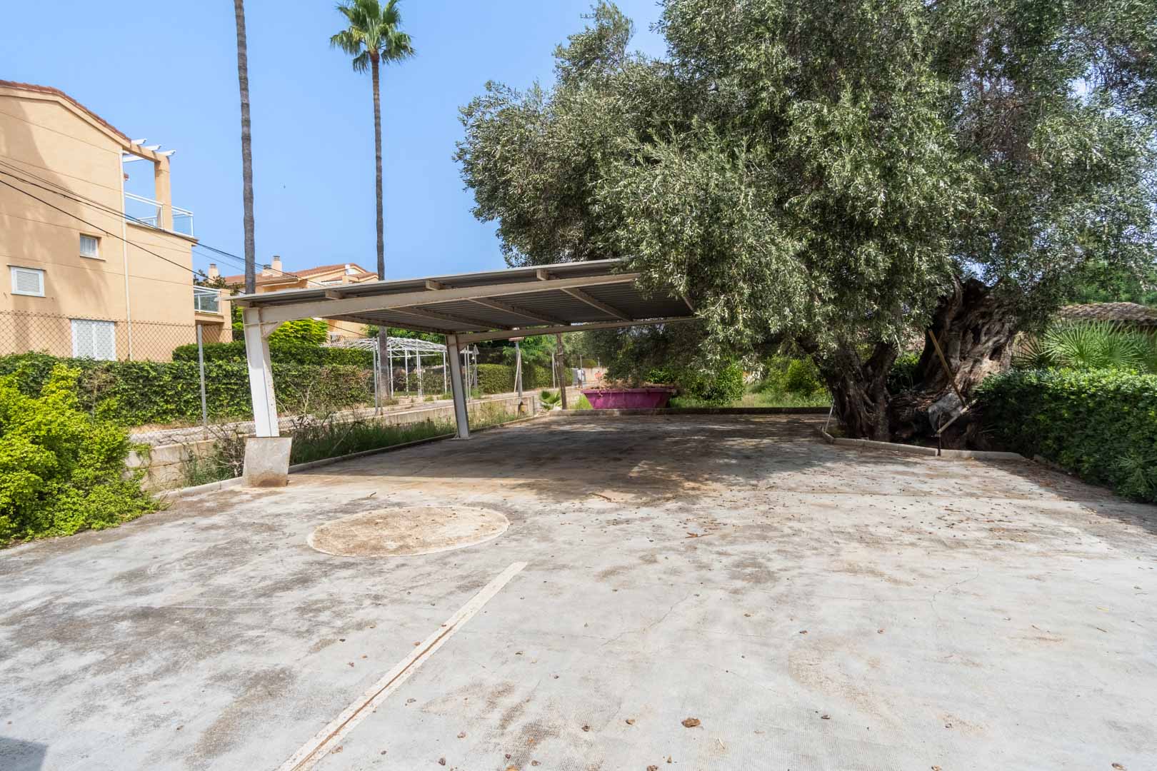 Großzügiger, betonierter Außenparkplatz mit einem Metall-Carport, beschattet von einem alten Olivenbaum und umgeben von mediterraner Bepflanzung.