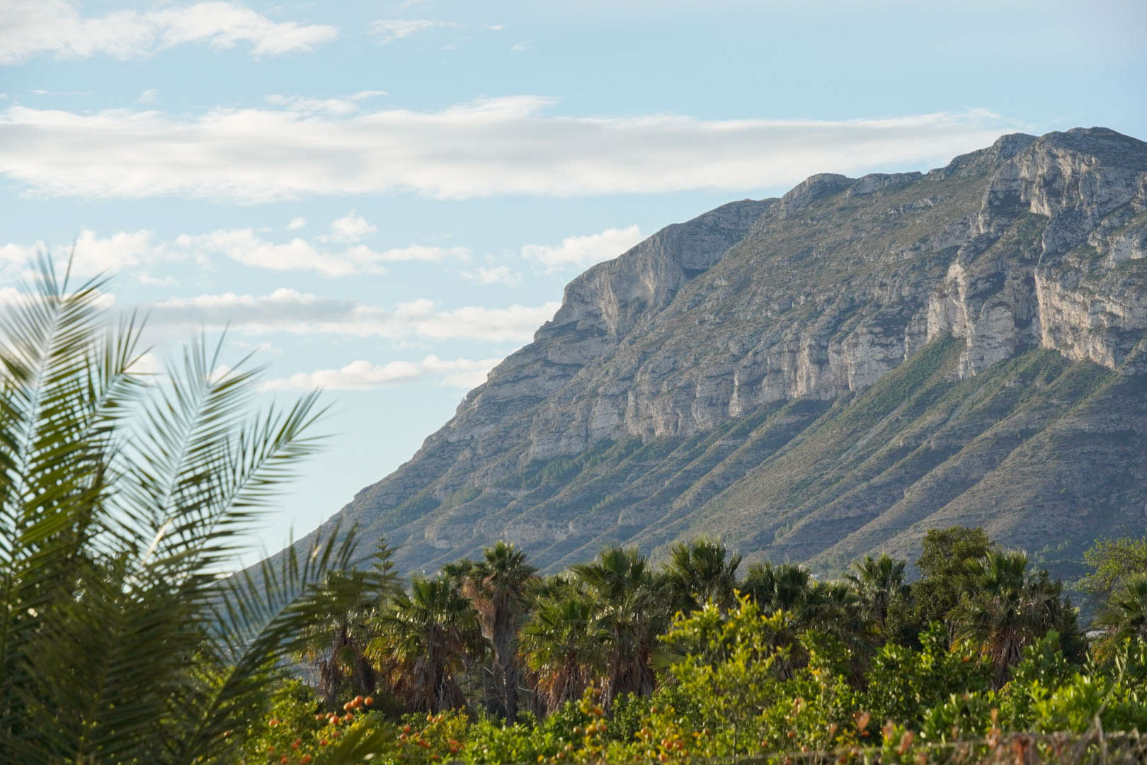 Panoramablick auf das Montgó-Massiv, umrahmt von mediterranen Palmen und Zitrusbäumen unter strahlend blauem Himmel in Dénia.