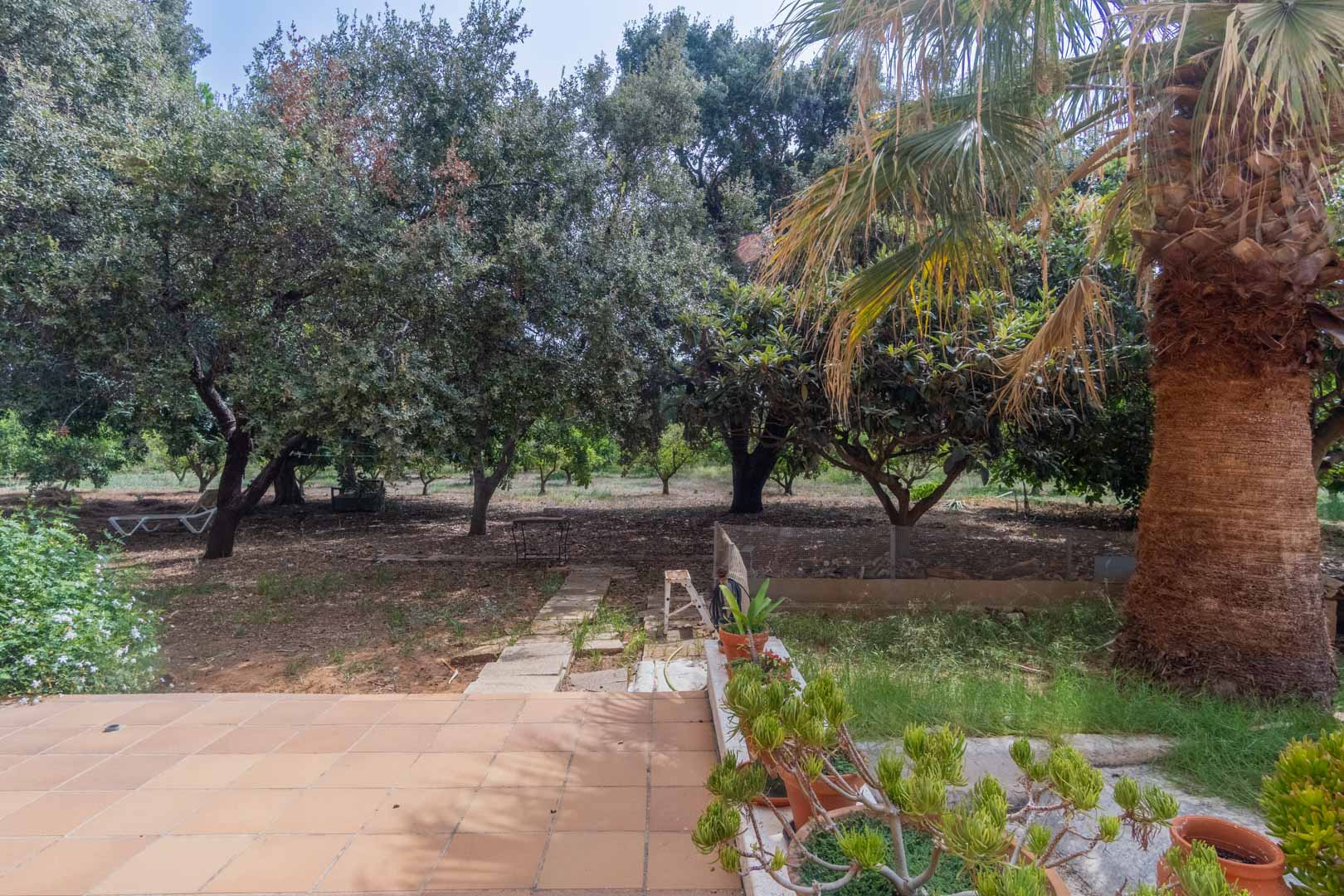 Rustikale Fliesenterrasse mit Blick auf ein weitläufiges Gartengrundstück. Das Areal ist mit alten mediterranen Bäumen, einer Palme und Steinpfaden gestaltet.