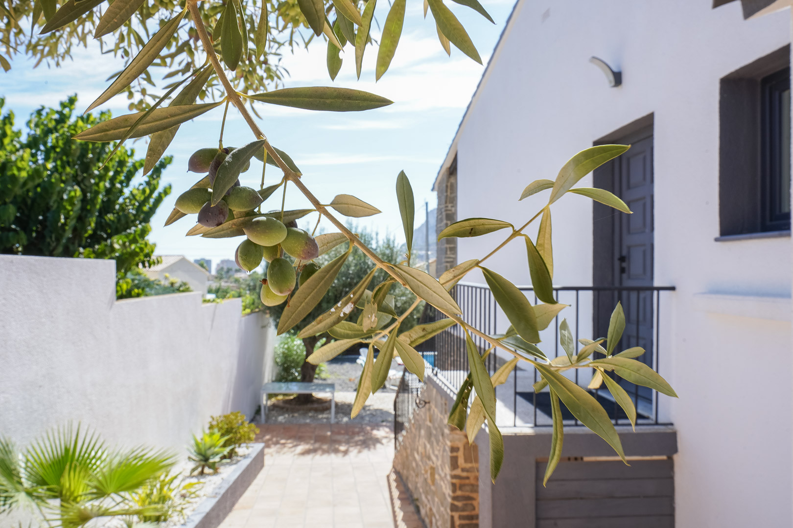 Nahaufnahme eines Olivenbaums im mediterranen Garten mit Blick auf den Seiteneingang der Villa, die durch weiße Wände und Naturstein besticht.