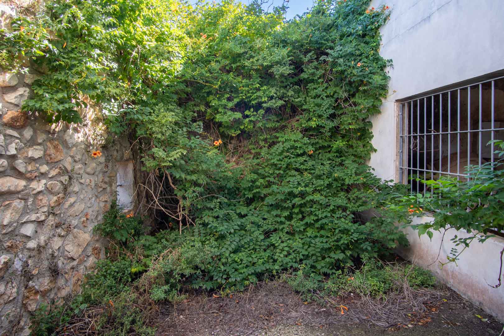 Außenfassade mit einer Kombination aus Natursteinmauern und verputzten Wänden, ergänzt durch ein vergittertes Fenster und dichten Kletterpflanzenbewuchs.