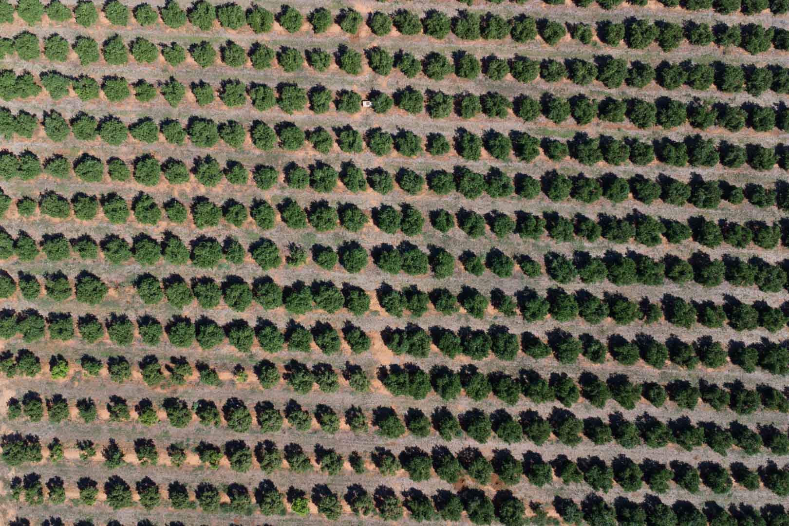 Zenitale Luftaufnahme des weitläufigen Anbaugebiets mit symmetrischen Reihen von Obstbäumen auf flachem, fruchtbarem Boden in Dénia.