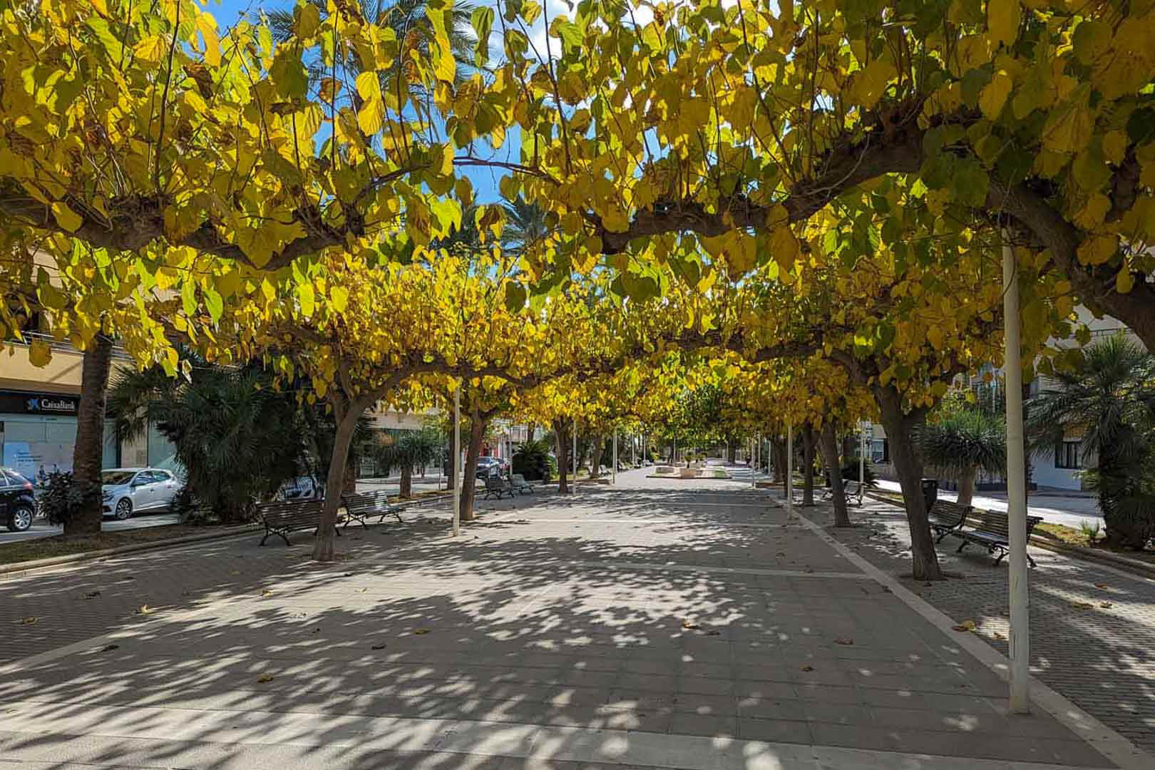 Baumbestandene Fußgängerpromenade mit Holzbänken und leuchtend gelbem Herbstlaub, das ein natürliches Dach über dem gepflasterten Weg bildet.