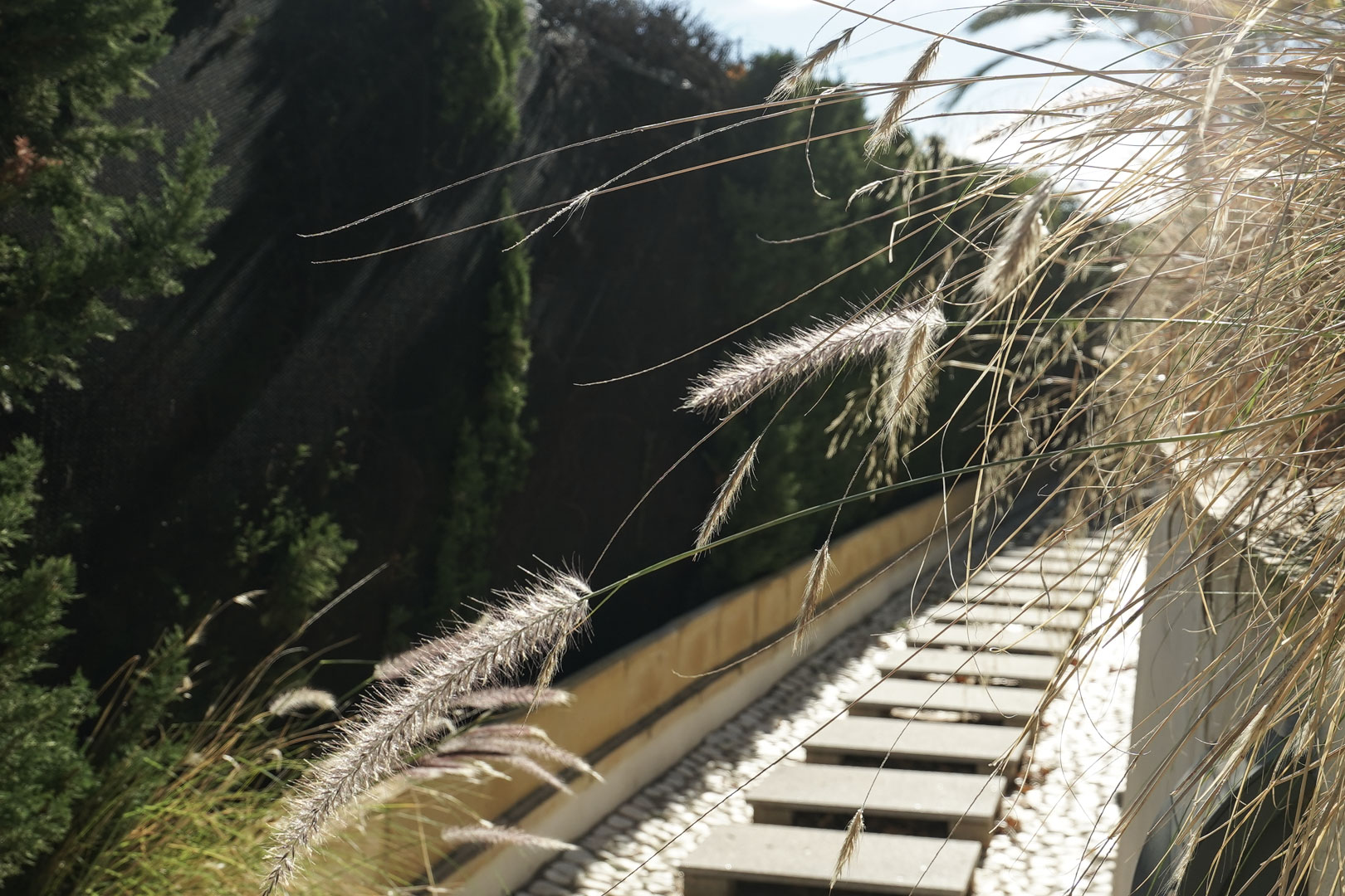 Gartenweg mit rechteckigen Trittsteinen in weißem Kies, gesäumt von Ziergräsern und einer hohen Zypressenhecke bei Tageslicht.