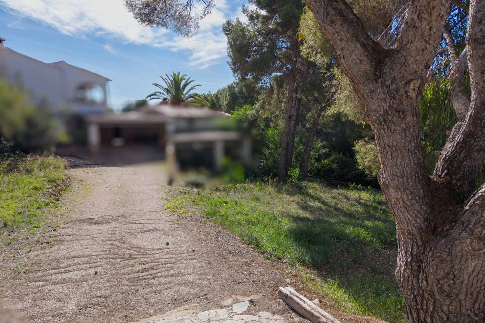 Blick auf das städtische Grundstück mit Zufahrtsweg, altem Pinienbestand und mediterraner Vegetation in einer ruhigen Wohngegend von Moraira.