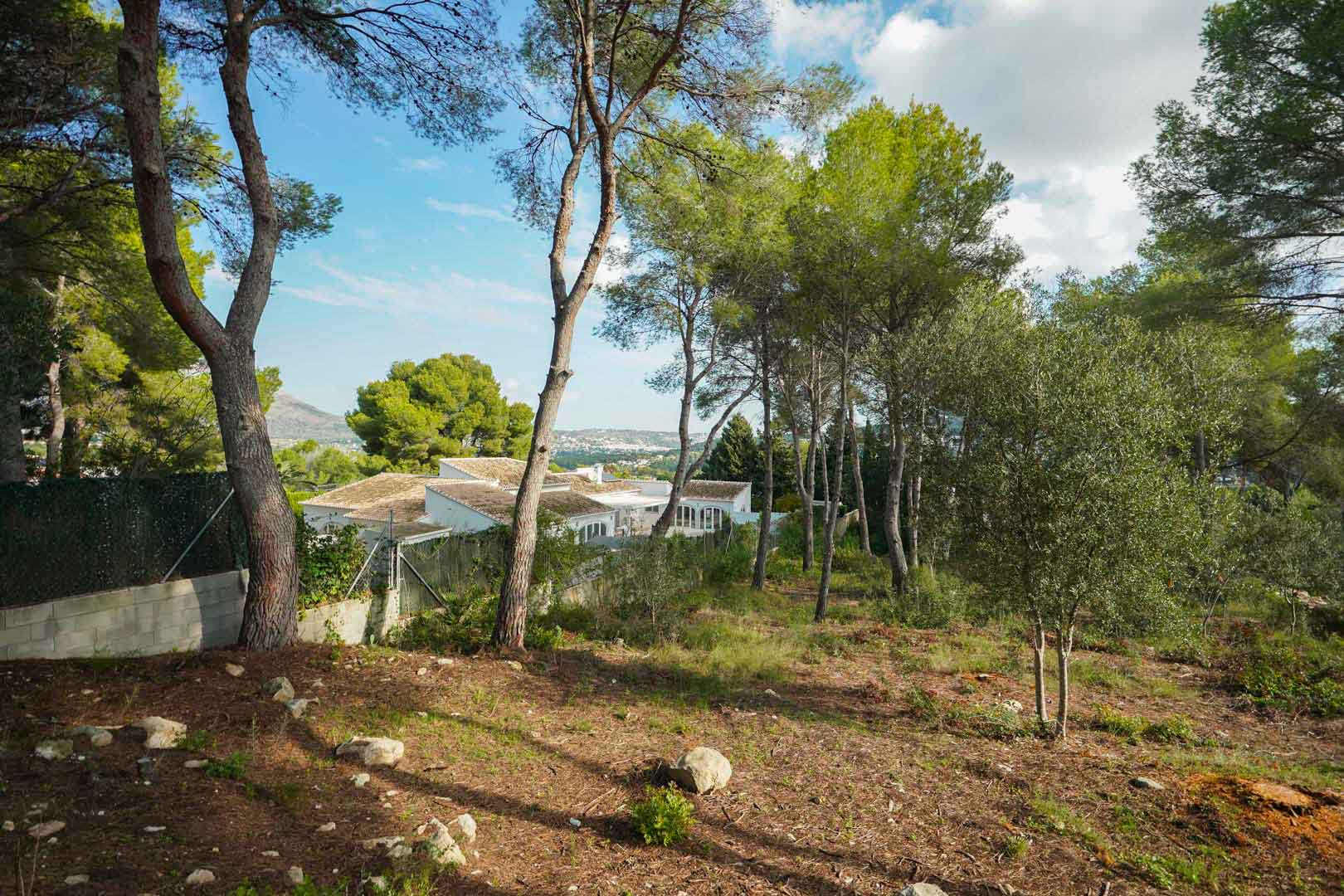 Erhöhtes Baugrundstück mit altem Kiefern- und Olivenbaumbestand und Blick über das Tal sowie die benachbarten Villen in La Lluca.