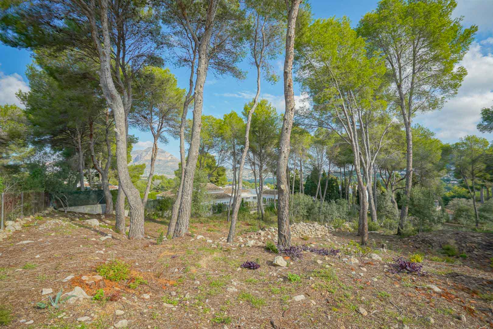 Erhöhtes Baugrundstück mit altem Kiefernbestand und Blick auf den Montgó. Das Gelände umfasst natürliche Steinelemente und typisch mediterrane Vegetation in ruhiger Lage.