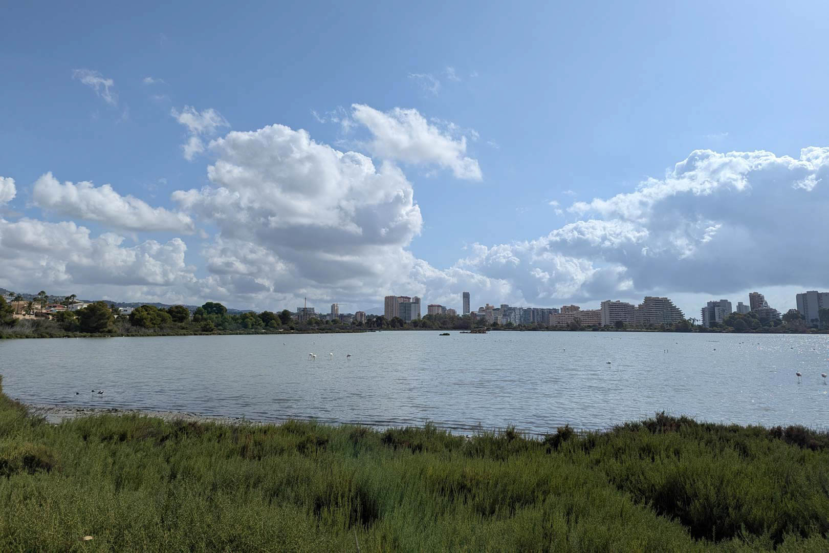 Panoramablick auf die Salinen von Calpe mit Flamingos im natürlichen Lebensraum und der Skyline der Stadt im Hintergrund.