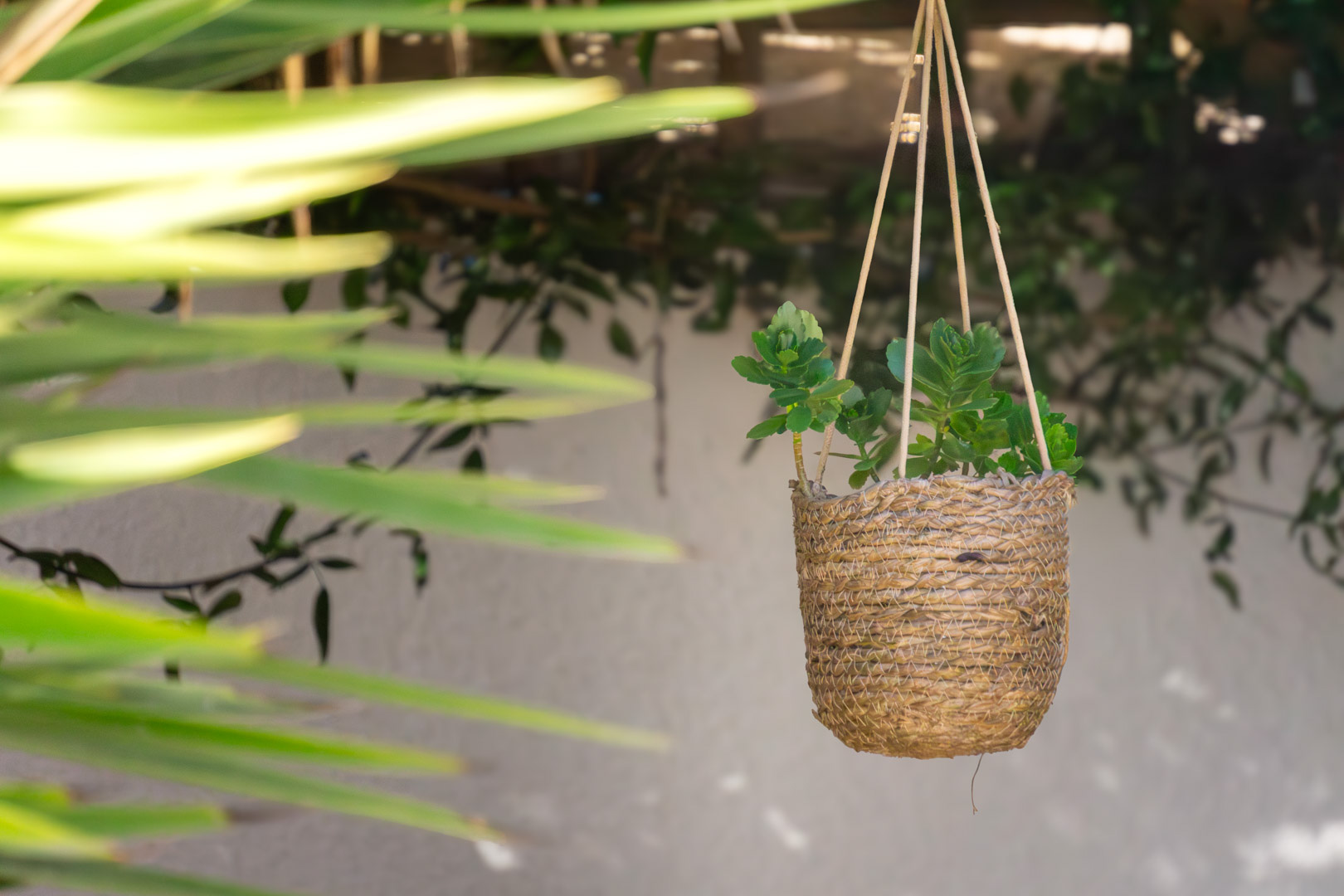 Dekoratives Detail eines Hängepflanzgefäßes aus Naturfasern mit Sukkulenten, das die pflegeleichte mediterrane Gartengestaltung bei natürlichem Licht zeigt.