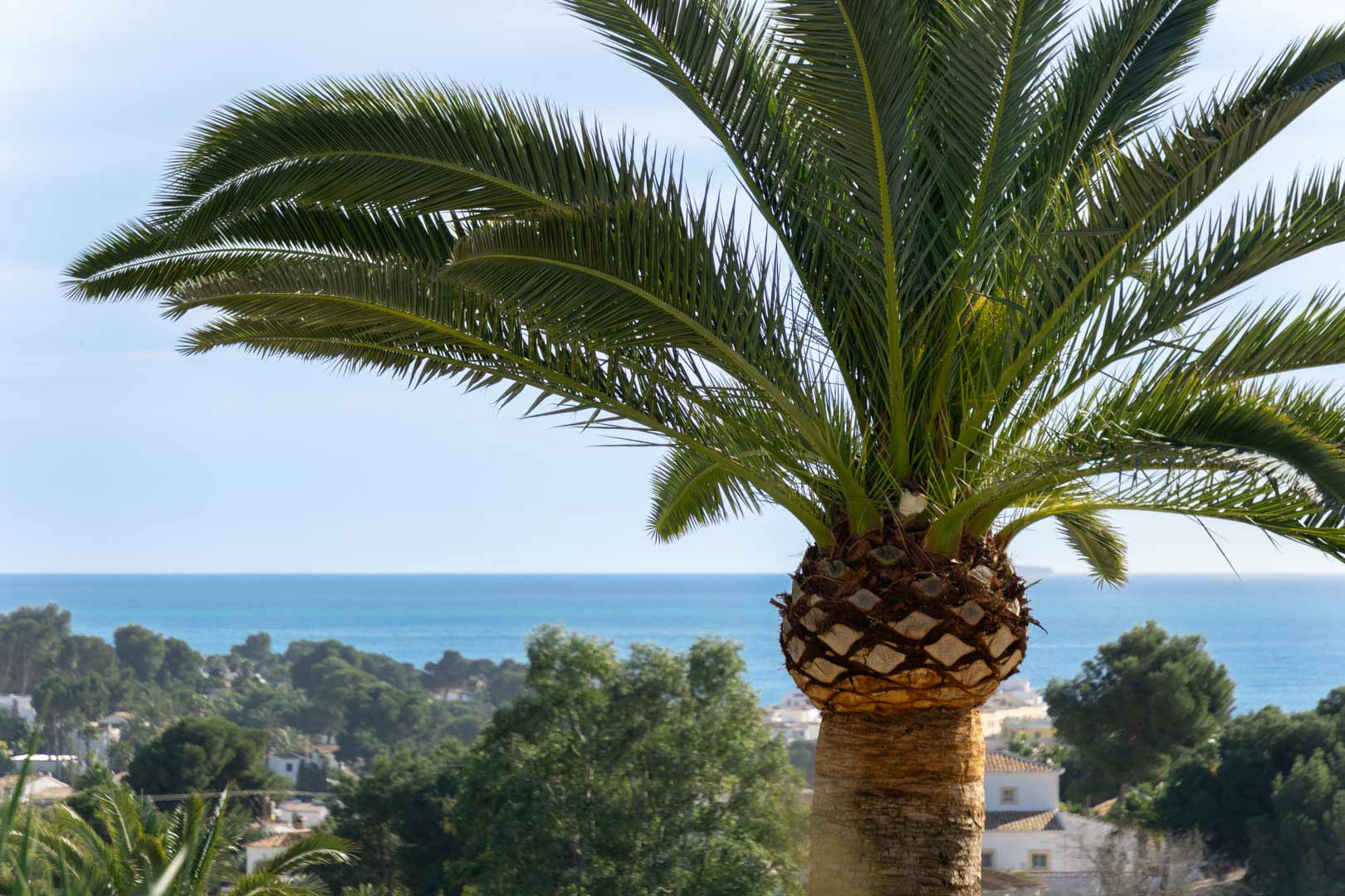 Panoramablick auf das Mittelmeer, eingerahmt von einer ausgewachsenen Palme, mit Sicht auf die Küstenlandschaft und Wohngebiete von Moraira.