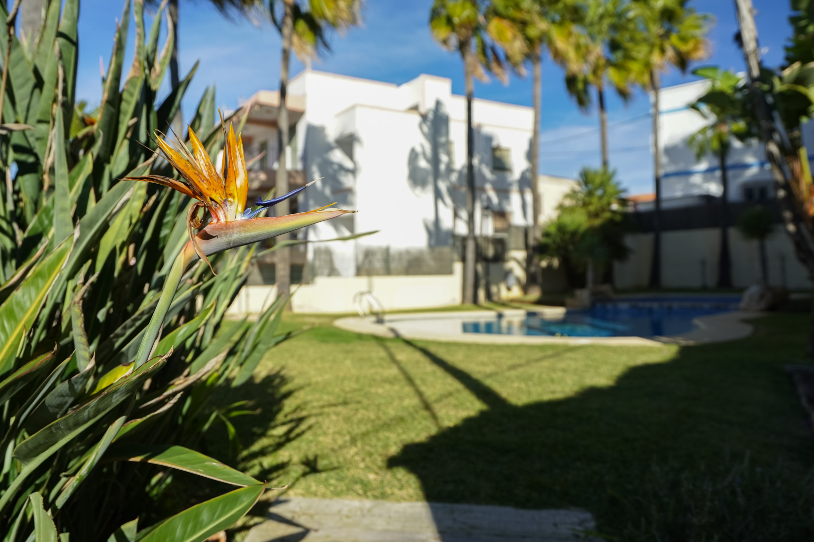 Nahaufnahme einer Paradiesvogelblume in den gepflegten Gemeinschaftsgärten mit Blick auf den Pool und die weißen Gebäude der Anlage.