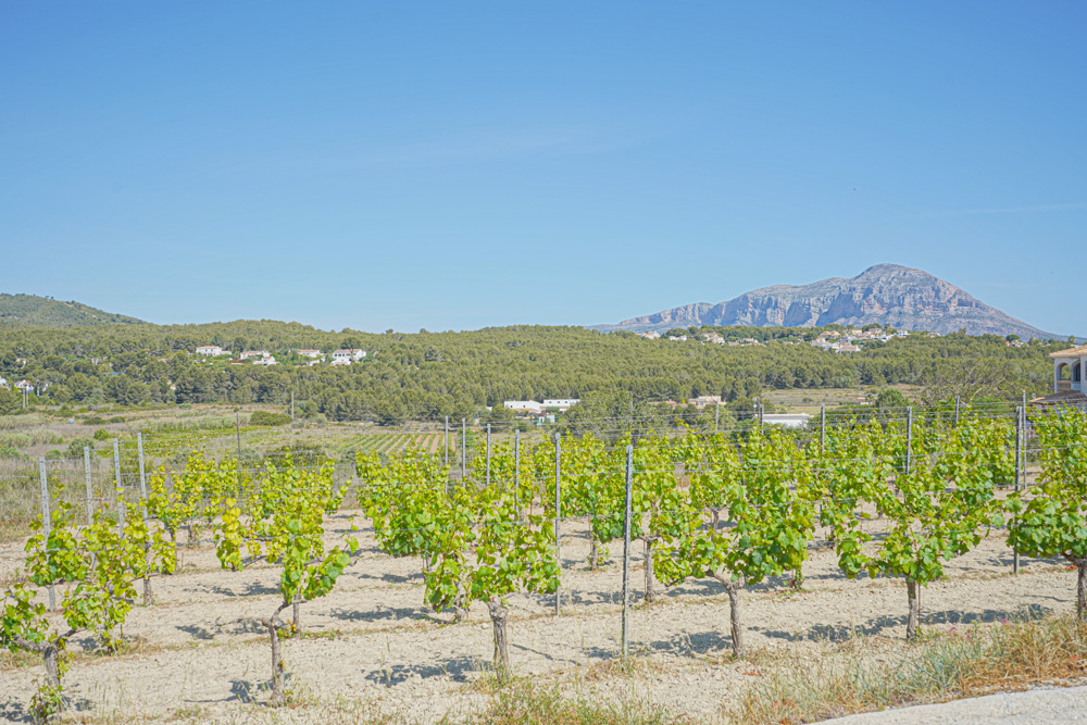 Blick auf einen privaten Weinberg mit Rebstöcken, umgeben von mediterraner Landschaft und mit Aussicht auf das Montgó-Massiv unter blauem Himmel.