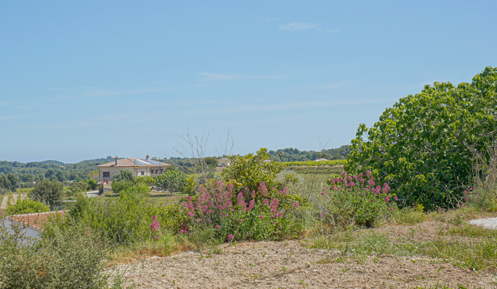 Erhöhte Aussicht auf eine mediterrane Landschaft mit rosa blühenden Sträuchern, einem Landhaus mit Solarmodulen und fernen Weinbergen unter blauem Himmel.