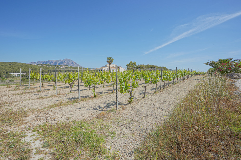 Weinberg mit Rebenreihen an Drahtspalieren, mit Blick auf eine mediterrane Villa und ferne Berge unter klarem, blauem Himmel.