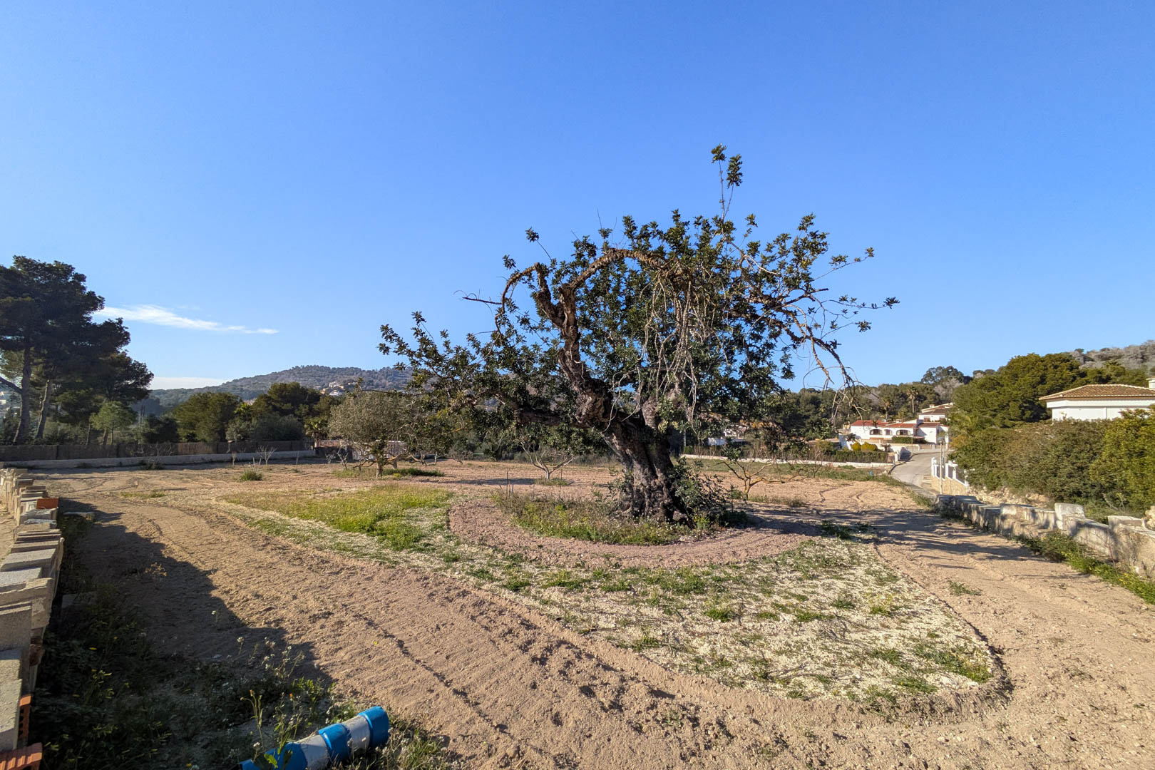 Ebenes rustikales Grundstück mit einem alten Johannisbrotbaum, umgeben von mediterraner Vegetation und freiem Blick auf die nahen Hügel.