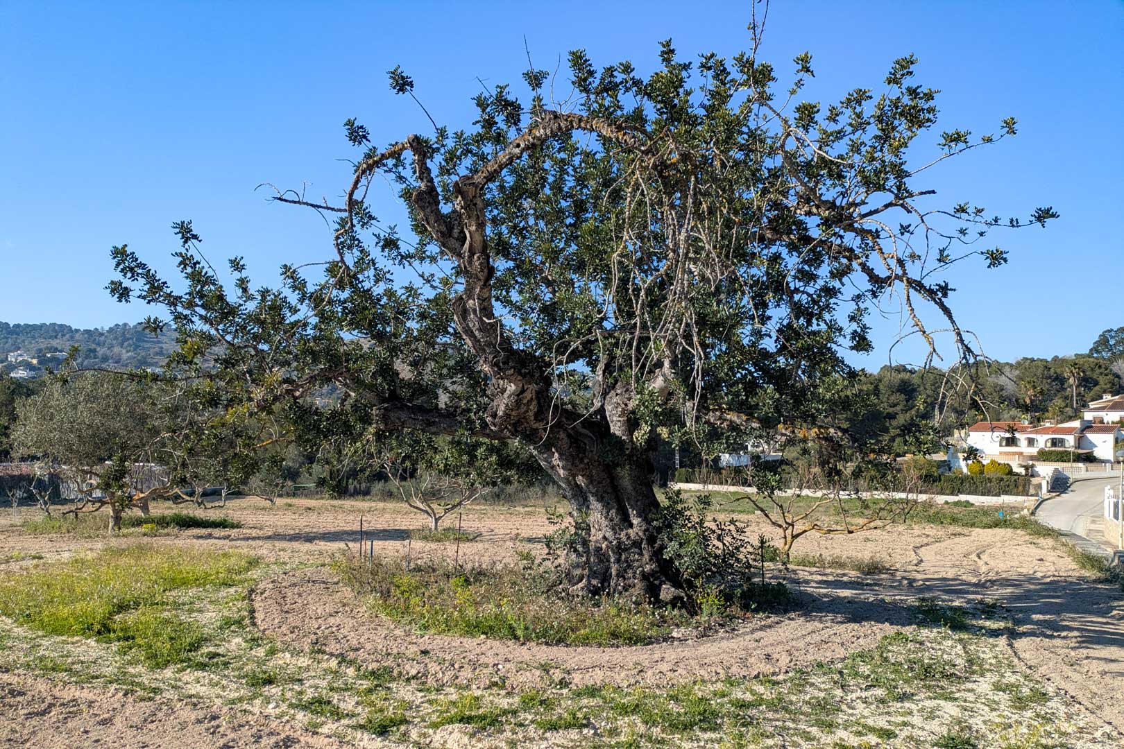 Ein jahrhundertealter Johannisbrotbaum steht im Zentrum des flachen, ländlichen Grundstücks, umgeben von gepflügter Erde und weitem Blick auf die Hügel von Jávea.