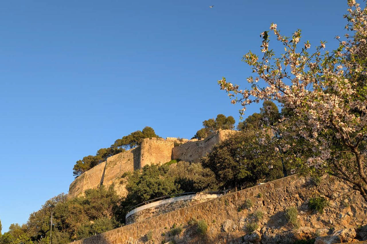 Blick auf die historische Burg von Dénia unter klarem blauem Himmel, eingerahmt von blühenden Mandelbäumen und der mediterranen Vegetation an den alten Steinmauern.